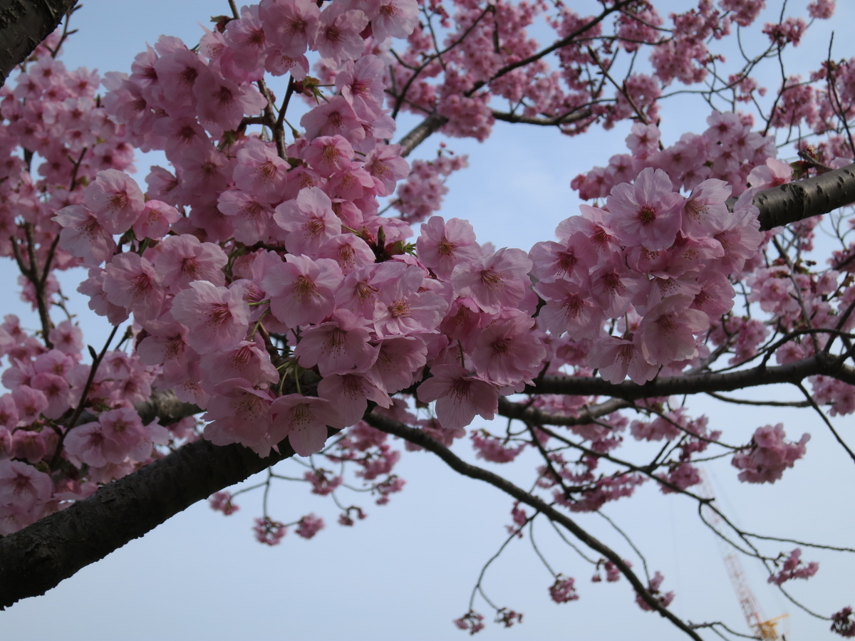 f:id:sprout09:20190329203443j:plain