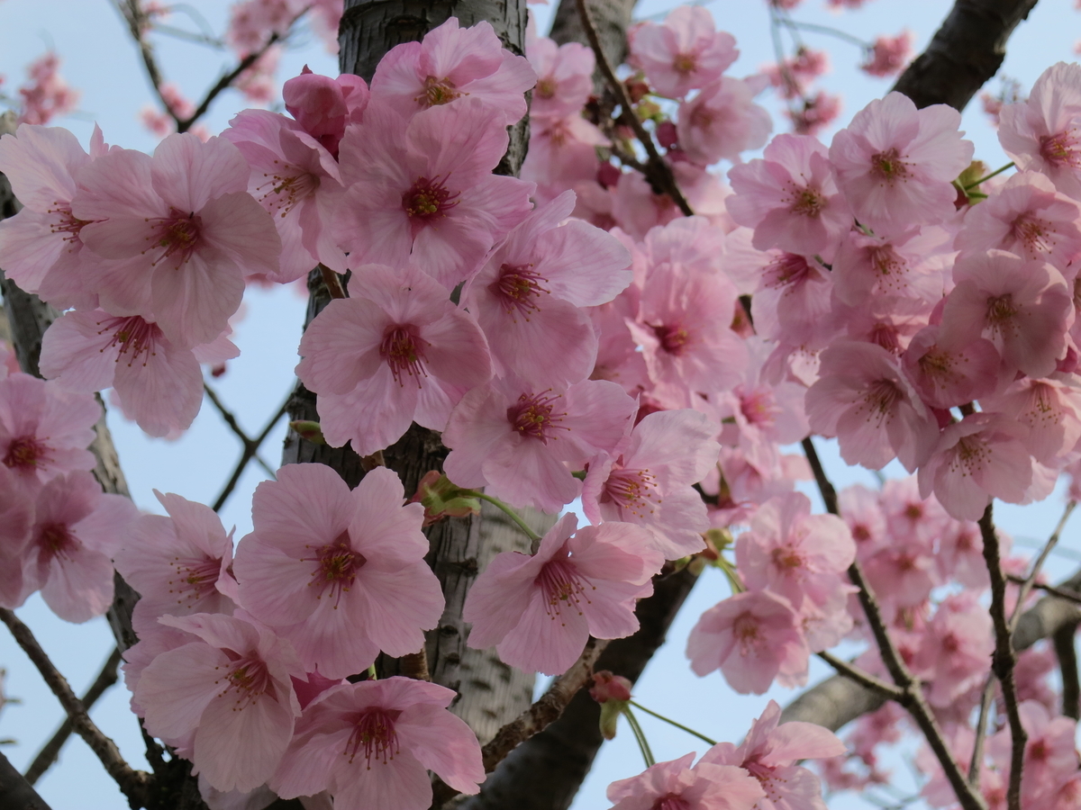 f:id:sprout09:20190329203705j:plain