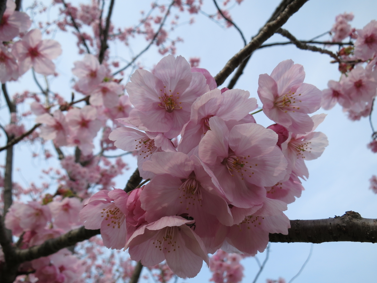 f:id:sprout09:20190329203736j:plain
