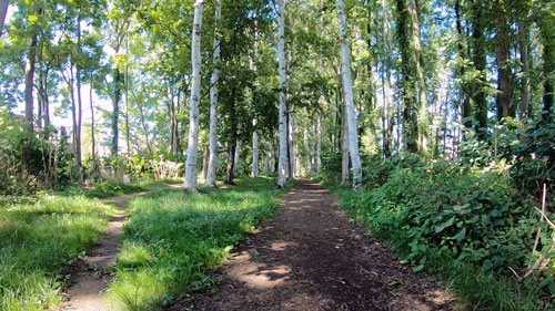 f:id:sprwcwalker:20200430094844j:plain