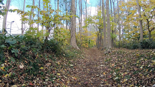 f:id:sprwcwalker:20200430094847j:plain