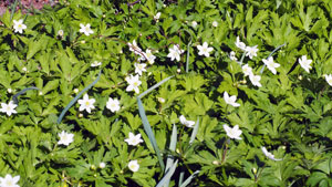 f:id:sprwcwalker:20200501145505j:plain f:id:sprwcwalker:20200501145505j:plain