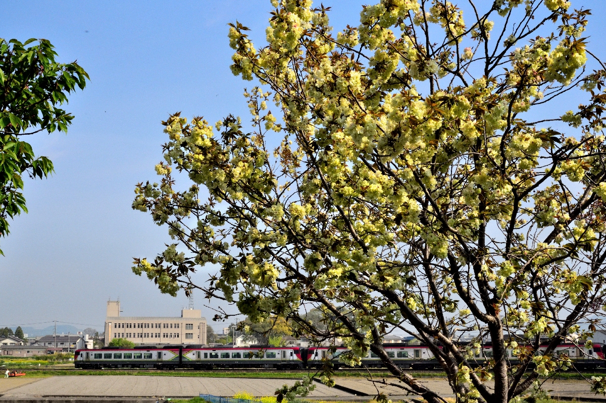 緑色の桜 三坂山踏切 のりもの 撮影日記