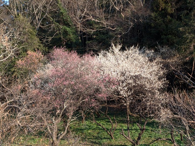 f:id:spxspx:20250303155456j:image f:id:spxspx:20250303155456j:image