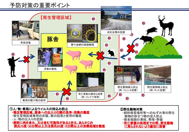 豚コレラの予防対策 画像:豚コレラの予防対策