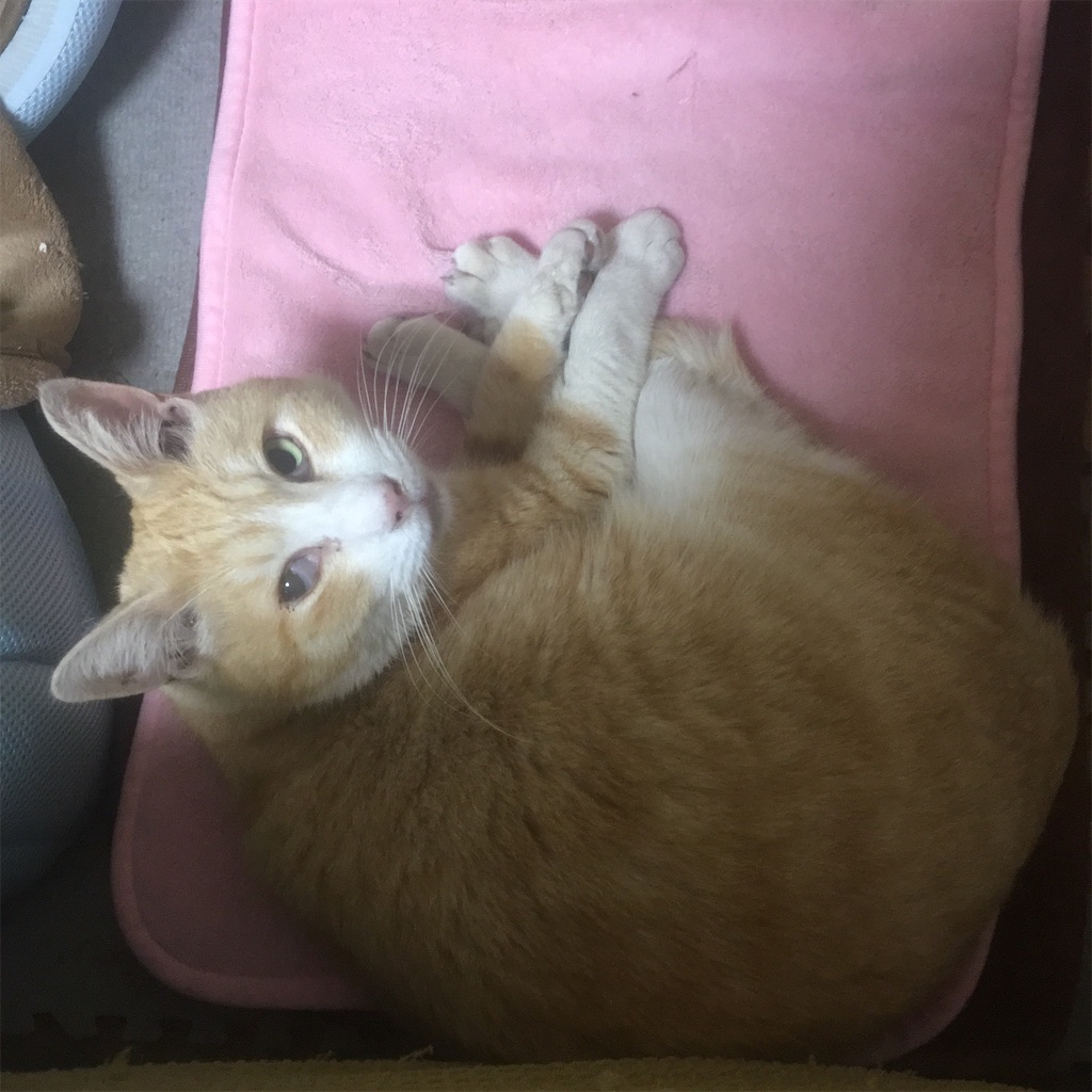 f:id:squid333:20190222091128j:image f:id:squid333:20190222091128j:image