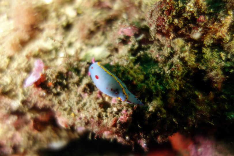 DSC-RX100 水中写真: Sydney #2: ウミウシ/sea slag