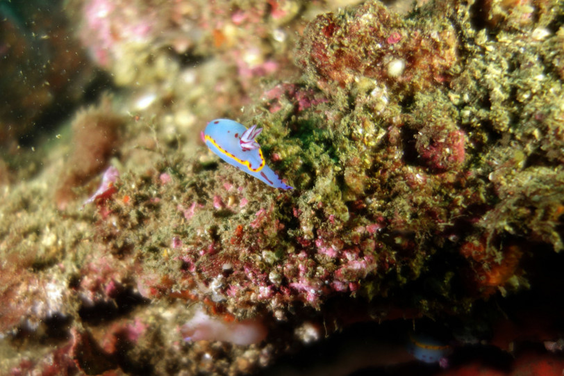 DSC-RX100 水中写真: Sydney #2: ウミウシ/sea slag