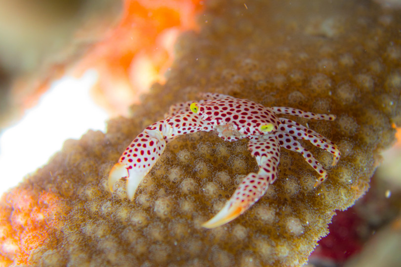 DSC-RX100 水中写真: 渡嘉敷島: アカホシサンゴカクレガニ