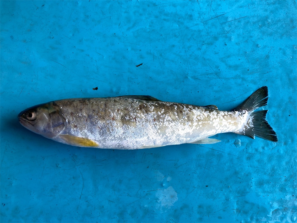 ブラウントラウト(シートラウト) - 雑魚という名の魚はいない