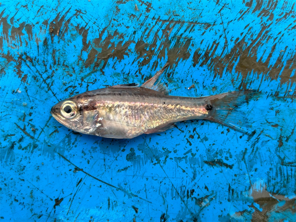 雑魚たち 雑魚たち 雑魚たち 雑魚たち 雑魚たち 雑魚たち ロックマン