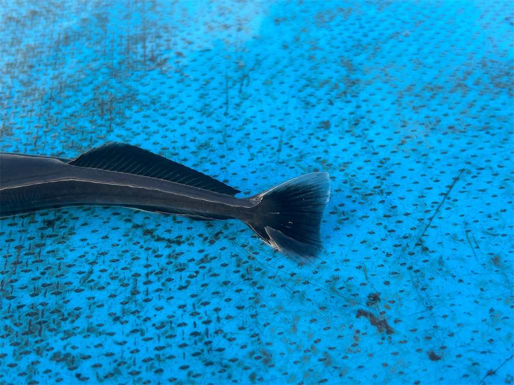 f:id:squiddy0m0:20251028144950j:image