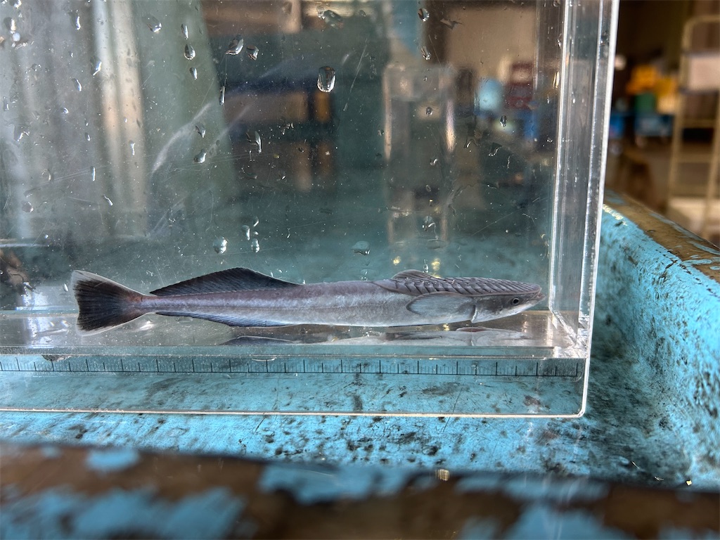 f:id:squiddy0m0:20251028144954j:image