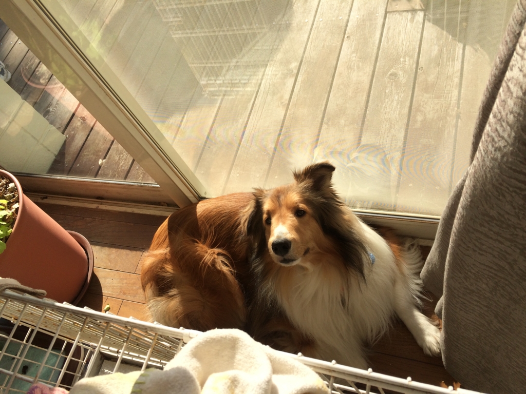 f:id:sr2460:20170318134451j:plain f:id:sr2460:20170318134451j:plain