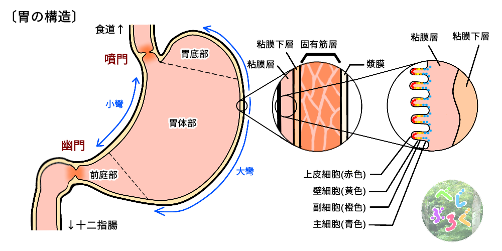 胃噴門幽門, 胃噴門部とは – 胃がん～機能温存手術で後遺症を軽減する～ – BAFRUX