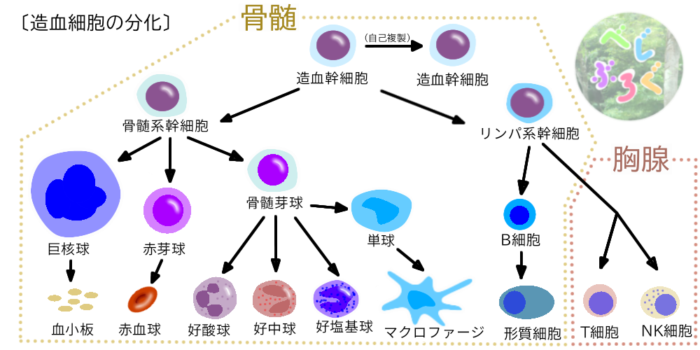 【健康事典】《第08章ー骨・骨髄》人体の中枢工場!【後半】 - べじぶろぐ 〜健康への道しるべ〜