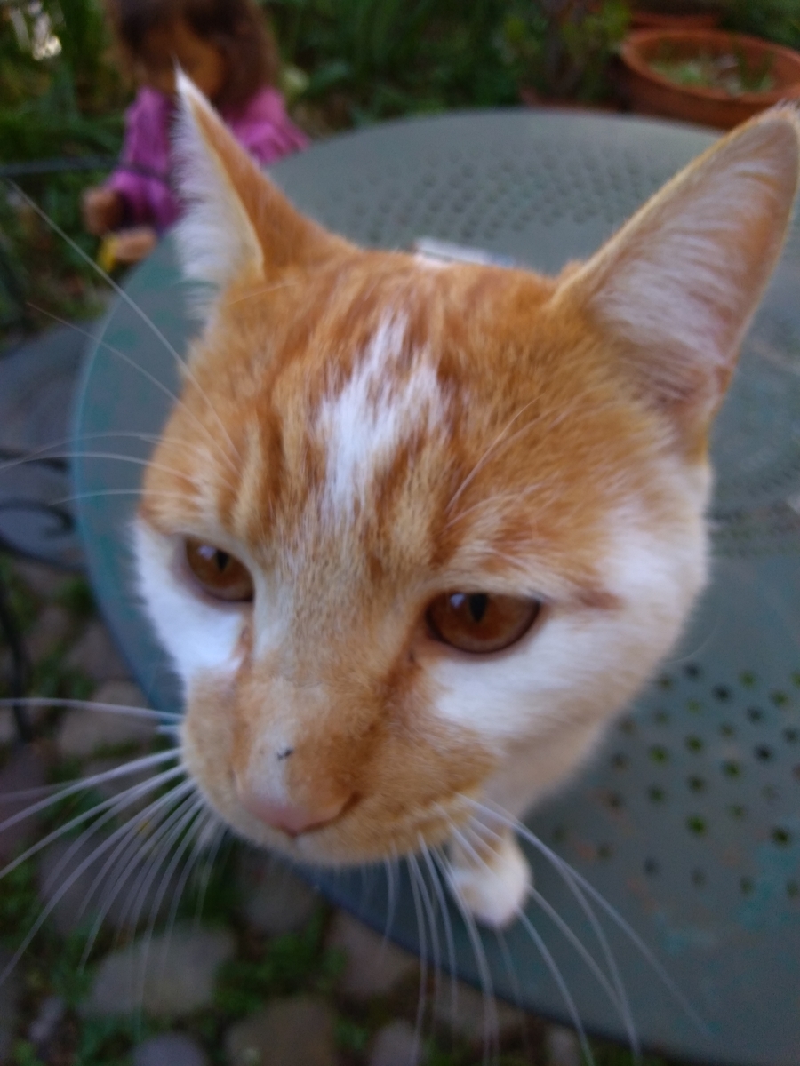 f:id:srdavi3216:20190417202836j:plain
