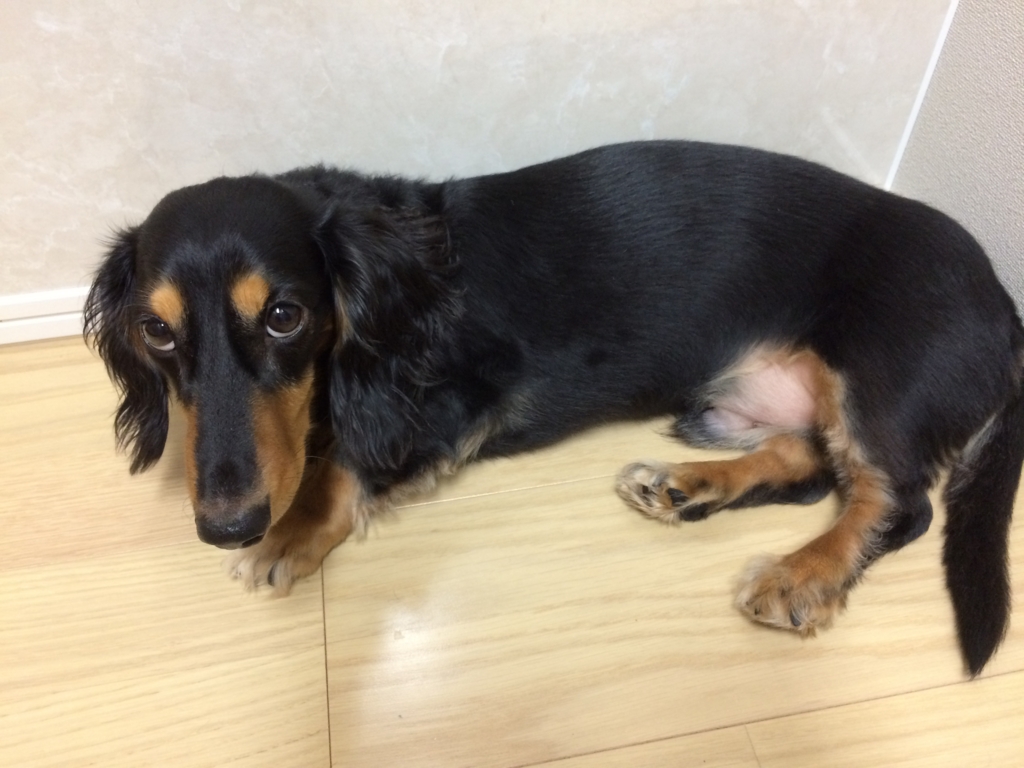 血液サラサラ食材 玉ねぎのsoup Andシャノワールのチョコケーキとティラミス 犬とてつとりなのほのぼの三人暮らし