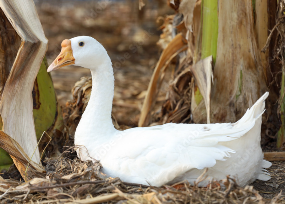 タイの街角に息づく自然－放し飼いのガチョウたち - シラチャ進出