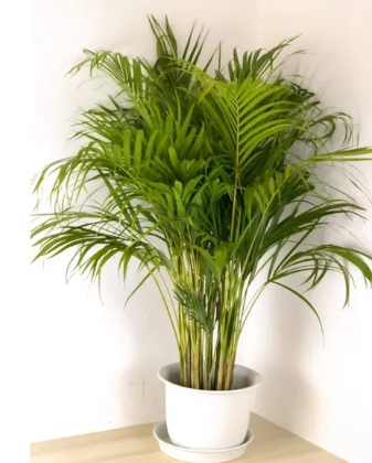 観葉植物 アレカヤシ（Areca Palm）　最大級サイズ タイで人気の観葉植物『アレカヤシ（Areca Palm, หมากเหลือง