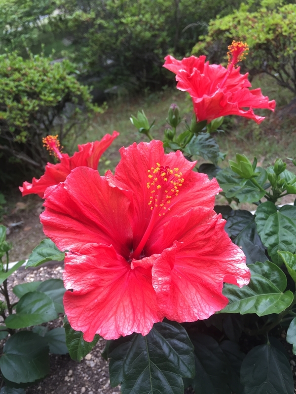 f:id:srluvy745:20180911231404j:plain f:id:srluvy745:20180911231404j:plain