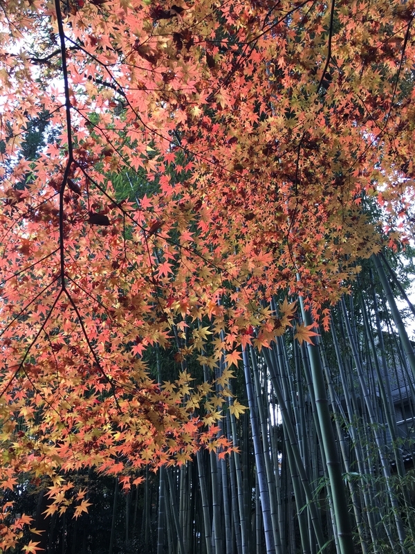 f:id:srluvy745:20181015173036j:plain f:id:srluvy745:20181015173036j:plain