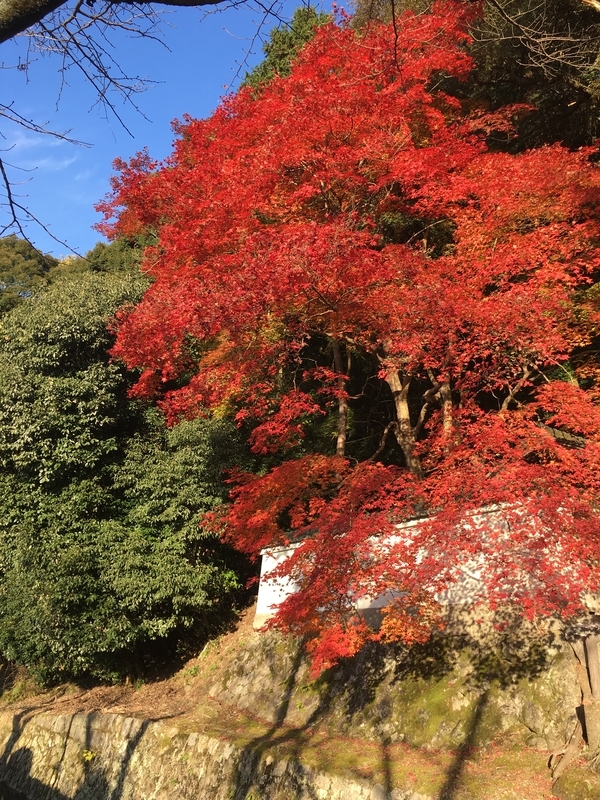 f:id:srluvy745:20181015174930j:plain f:id:srluvy745:20181015174930j:plain