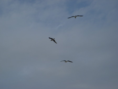 f:id:srsrx46:20081012141320j:image f:id:srsrx46:20081012141320j:image