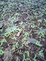 20080504113545