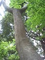 ネコノチチ