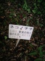 20080504124336