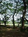 20080517132604