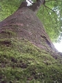 20080517150135