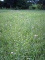 20080517152123