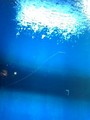 id:ss-rain