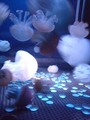 20080524180619