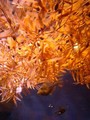 赤い水面、魚には天井
