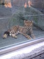 ちびチーター