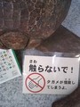 怪我をするのはタガメです