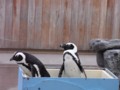 のせられペンギン