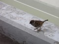 おじゃまします