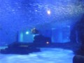 群れの陰にサメ？