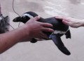 とばされペンギン