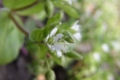 小さくとも花