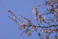 一足お先に