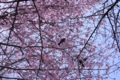 桜にヒヨドリ