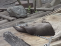 おみあし