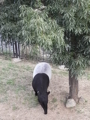 ごはんちゅう
