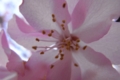 桜襲