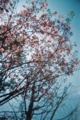 横浜桜